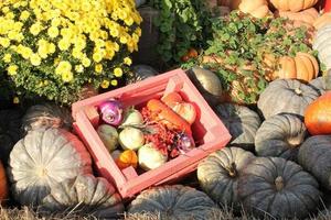 Organic pumpkin and vegetable in wooden box on agricultural fair. Harvesting autumn time concept. Garden fall natural plant. Thanksgiving halloween decor. Festive farm rural background. Vegan food. photo