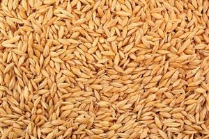 Whole golden wheat grain kernels background. Harvesting season concept. Textured design effect. Rural farm scene. Agricultural organic backdrop. Close up, top view photo