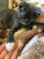 Cat baby shaking hands with a human as a sign of friendship. photo