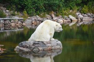 Polar bear sitting on a rock. There is a river around him, a natural reserve. photo