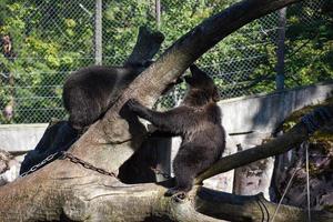 A pair of brown bears having fun in a nature reserve. They are on a large wooden log photo