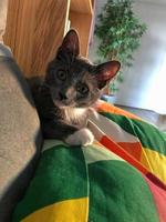 Grey kitten looking at the camera with its eyes wide open. Cute concept, curiosity. photo