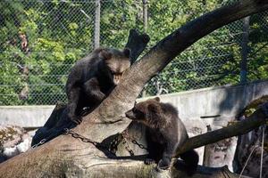 Two brown bears looking at each other in a natural environment. photo