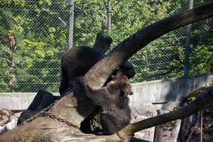 una pequeña manada de osos jugando entre ellos en un parque natural. foto