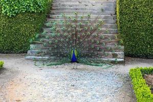 indian peafowl Pavo cristatus of blue color. Its wings are open. photo