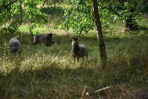 Herd of sheep in a natural environment in Scandinavia photo