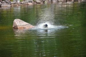 Funny Polar bear bathing in a river. The bear splashes everything around. photo