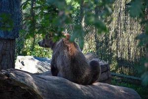 Brown bear sitting on a fallen tree looking to the left. It is in a natural environment photo