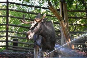 Moose drinking water from a water sprinkler. The moose is splashed by water drops. The animal is in a nature reserve in Sweden.