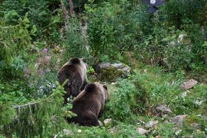 manada de osos pardos de espaldas al bosque. se encuentran en una reserva natural para su cuidado. foto