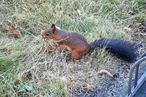 Red European squirrel on grass. The squirrel is seen from the top view with grass background. The scientific name is Sciurus vulgaris alpinus. photo