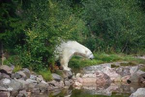 White bear in a natural forest next to a river photo