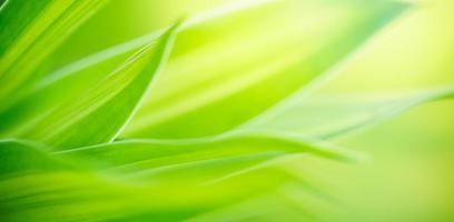 Abstract nature green blurred background nature leaf on greenery background in garden with copy space using as background wallpaper page concept. photo