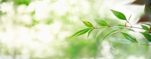 primer plano de la hermosa vista de la naturaleza hoja verde sobre fondo verde borroso en el jardín con espacio de copia utilizando como concepto de página de portada de fondo. foto