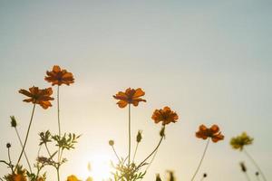 primer plano de la flor del cosmos naranja bajo la luz del sol al atardecer con espacio de copia utilizando como fondo el paisaje de plantas naturales, concepto de portada de papel tapiz ecológico. foto