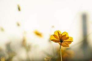 Closeup of yellow Cosmos flower under sunlight with copy space using as background natural plants landscape, ecology wallpaper cover page concept. photo
