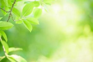 hermosa naturaleza vista hoja verde sobre fondo verde borroso bajo la luz del sol con bokeh y espacio de copia utilizando como fondo el paisaje de plantas naturales, concepto de papel tapiz ecológico. foto