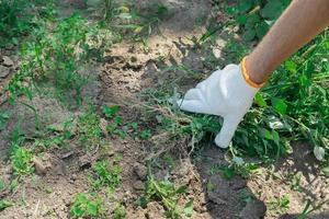 A hand removes weeds in the garden. Gardening concept. photo