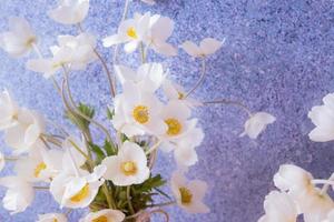 White anemones flowers still life greeting composition for spring, Mother's Day or March 8 photo