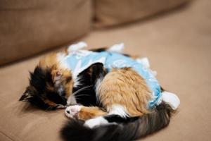 Sleep cat in a bandage after surgery. Care of a pet after cavitary operation sterilization. photo