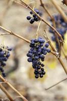 uvas secas en un viñedo foto