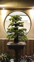 Beautiful Bonsai tree and round window background and some lighting at night. photo