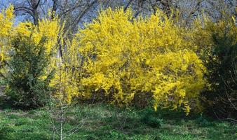 Blooming yellow flowers of the tree in early spring. Spring branches of a flowering tree on a sunny day photo