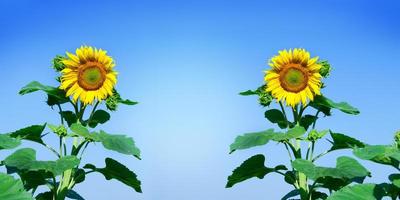 girasol en el campo de abundancia con fondo azul cielo brillante. cultivo de aceite de girasol hermoso paisaje de flores amarillas de girasoles contra el cielo azul, espacio de copia agricultura foto