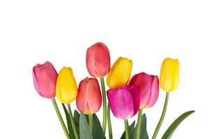 Tulips, isolated on white photo