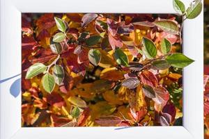 An empty white frame on a background of autumn red and yellow leaves with a place to copy, autumn photo