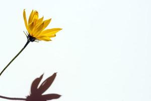 Yellow flower with a hard shadow on a white background, a place to copy, a place for text photo