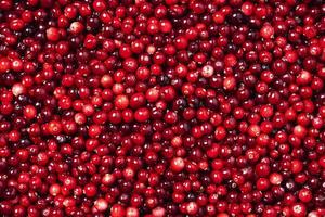 Background of ripe red cranberry berries, top view of cranberry berries photo