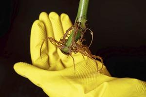 Hands in rubber gloves hold the stem of a flower with a sprouted root system, transplanting flowers photo