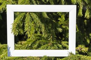 un marco blanco vacío sobre un fondo de ramas de abeto verde con un lugar para copiar. saludos navideños foto