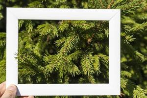 un marco blanco vacío sobre un fondo de ramas de abeto verde con un lugar para copiar. saludos navideños foto