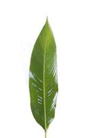 primer plano, hoja tropical, hoja de palma, hoja de plátano, aislado en blanco. adecuado para usar con elementos de productos, volantes, maquetas y marcos de redes sociales. foto