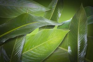 photo illustration of tropical banana leaf texture grouped into nature wallpaper, suitable for use as a background for mockup food products.