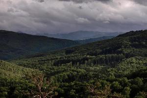 aerial view of forest. panorama of the mountain forest. photo