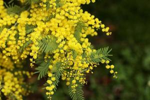 flores de mimosa de primavera. concepto de temporada de primavera. símbolo del 8 de marzo, feliz día de la mujer. enfoque selectivo. copie el espacio acacia dealbata. copie el espacio foto