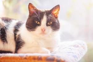 A black and white metis cat on a couch. The cat is in front of the window. Animal, pet. photo