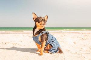 Dog breed chihuahua tricolor black red white sits on the beach. Pet dog in jeans near the sea. photo