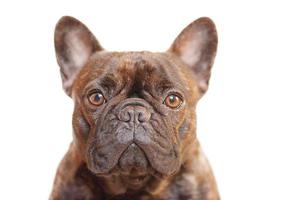 French bulldog of tiger color. Purebred young dog isolate on white. photo