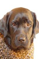 Portrait of a young black labrador in leopard print clothes. Animal, pet dog isolated on white. photo