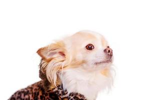 Profile of a white and ginger chihuahua in leopard print clothing. Small breed dog isolate on white. photo