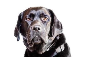 Dog isolate on white. Portrait of a black labrador retriever with brown eyes. Animal, pet. photo
