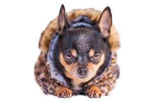 perro chihuahua con ropa de estampado de leopardo. el perro miente aislado en blanco. animal, mascota. foto