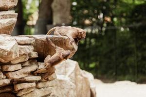 Indian monkey family playing and having fun on the rock. photo