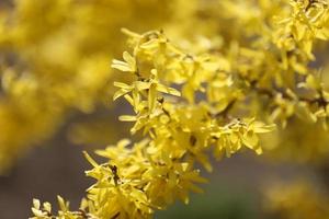 la floreciente rama de forsythia con flores amarillas brillantes, una macro de primer plano es horizontal. forsitia familia de las oleáceas. copie el espacio foto