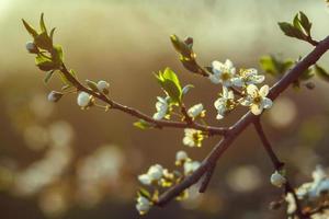 Blossoming cherry trees in spring, Spring Background. selective focus photo