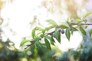 fresh green unripe peaches on branch tree. natural home grown fruit on a hobby farm. spring day in the orchard. photo